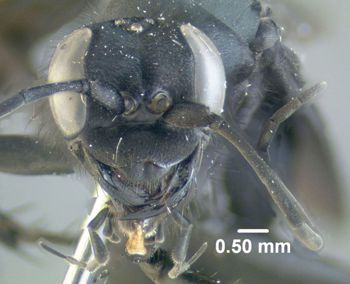 Media type: image;   Entomology 600326 Aspect: head frontal view